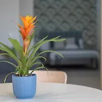 Apartamento Loft The Ma By Paramount Holidays Costa Adeje (Tenerife)